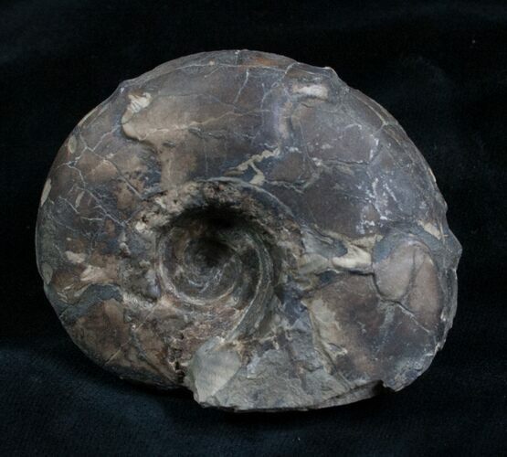 Sowerbyceras Ammonite - French, Alps #5803